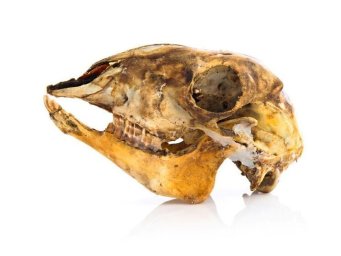 Ученые в шоке: Древний кенгуру подставил человечество на 40 лет Ученые в шоке: Древний кенгуру подставил человечество на 40 лет